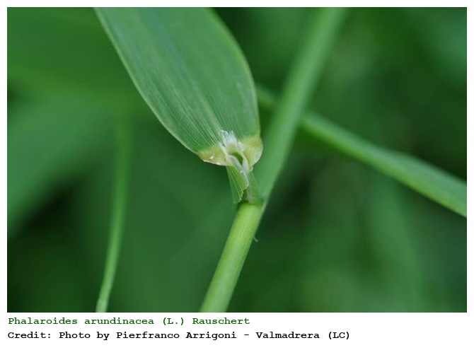Phalaroides arundinacea (L.) Rauschert